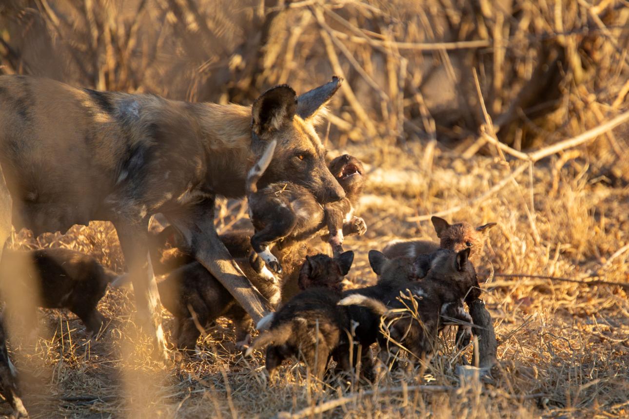 Born to Teach: Animals That Train Their Babies for Survival