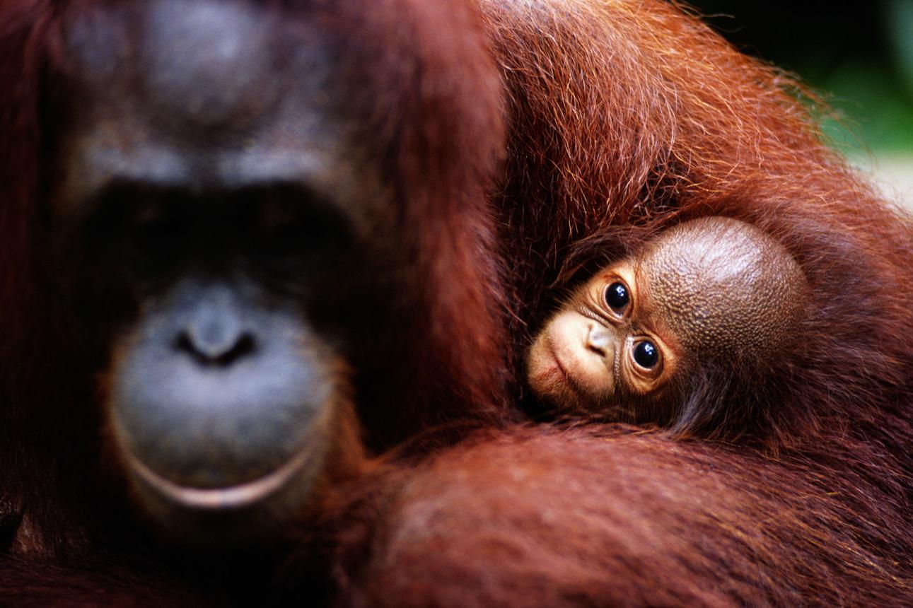 Strange Stories About Animals During Child Rearing: Incredible Parenting Behaviors in the Wild