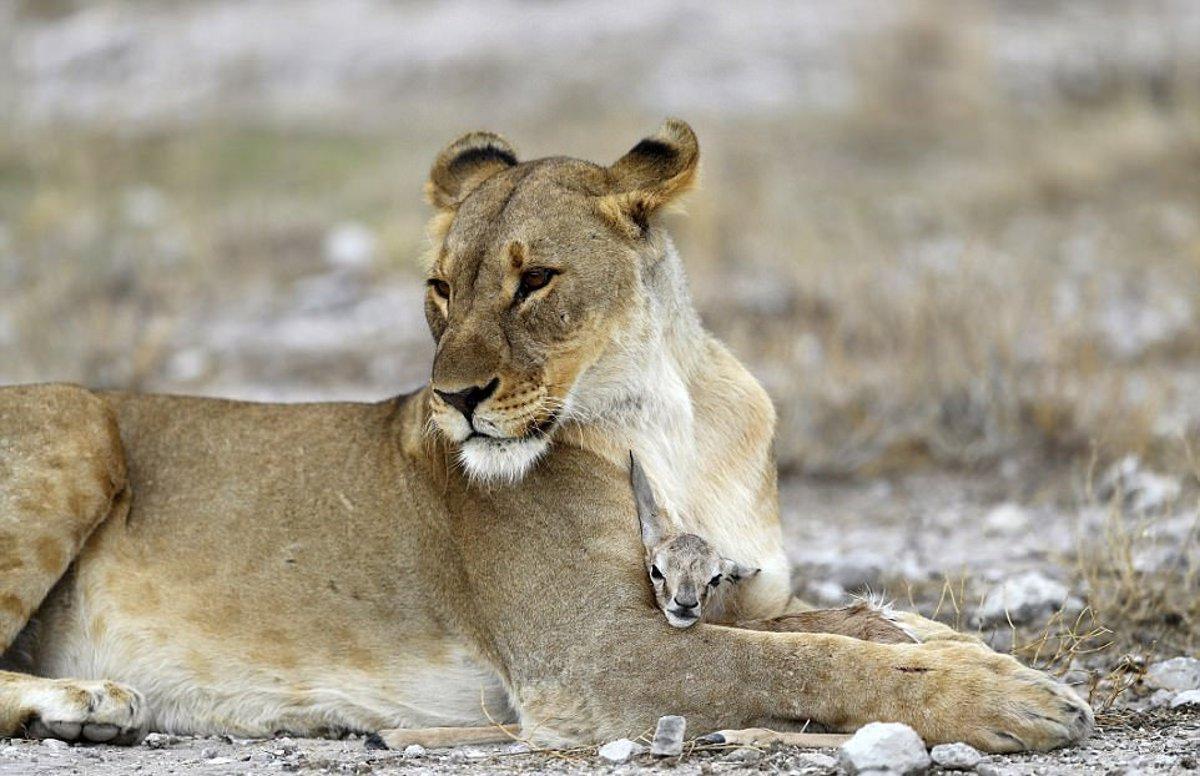 Strange Things About Animals Raising Children That Are Not Their Own