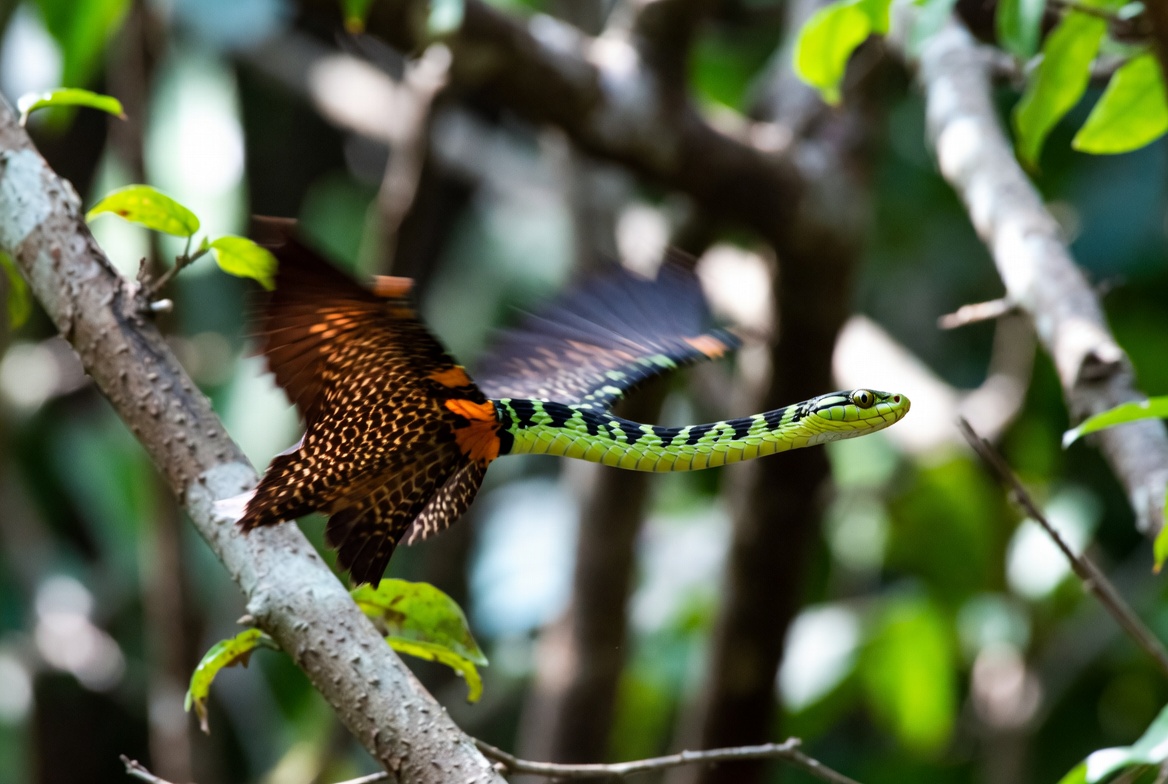 5 Strange Things That Can Happen to Snakes