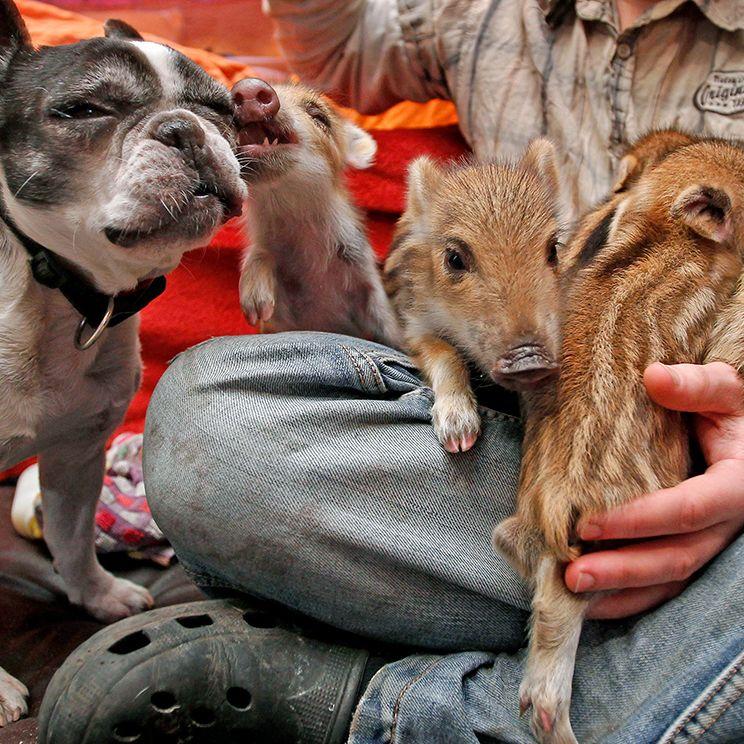 Nature’s Unexpected Nannies: The Curious Cases of Animals Raising Someone Else’s Young