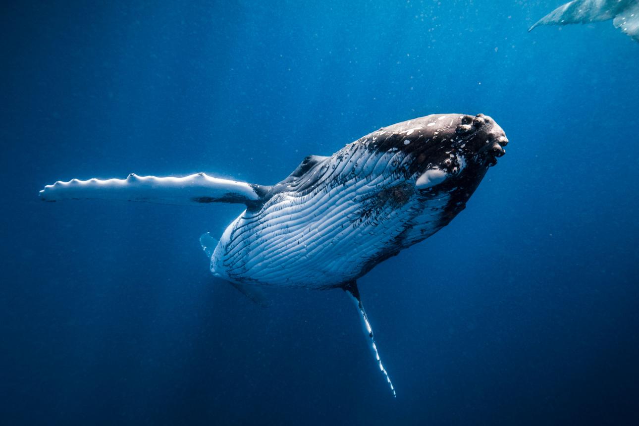 Whales Communicate Across Vast Distances