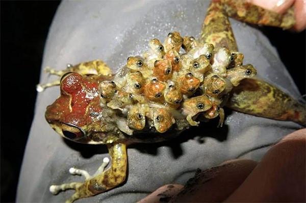 Strange Stories About Animals During Reproduction: Nature’s Most Bizarre Parenting and Mating Mysteries