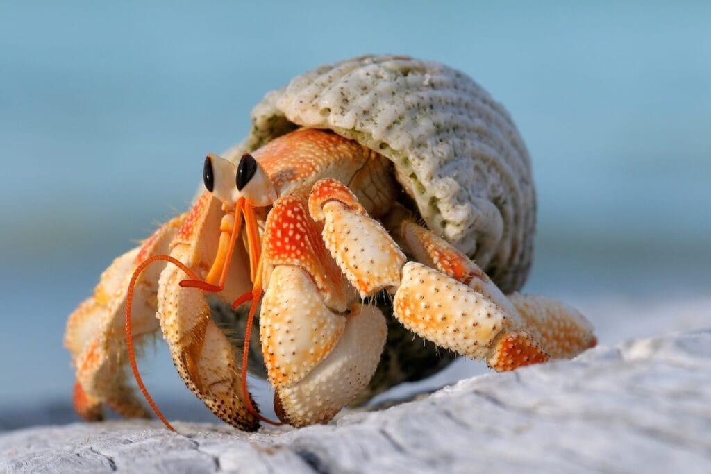 This Crab Doesn’t Build a Home—It Steals a Snail Shell and Lives Inside It