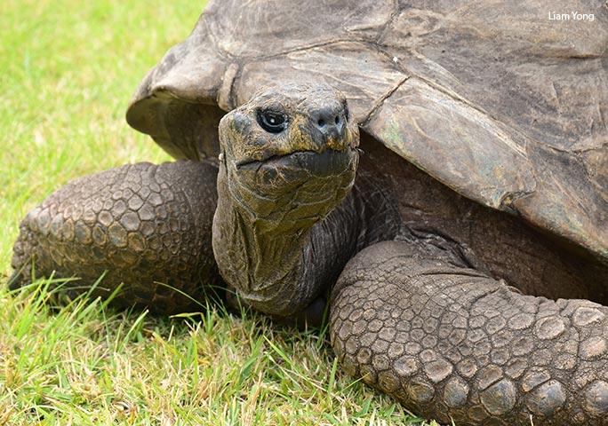 Meet the Oldest Living Animal on Earth: The Incredible Creature That Has Survived for Nearly Two Centuries