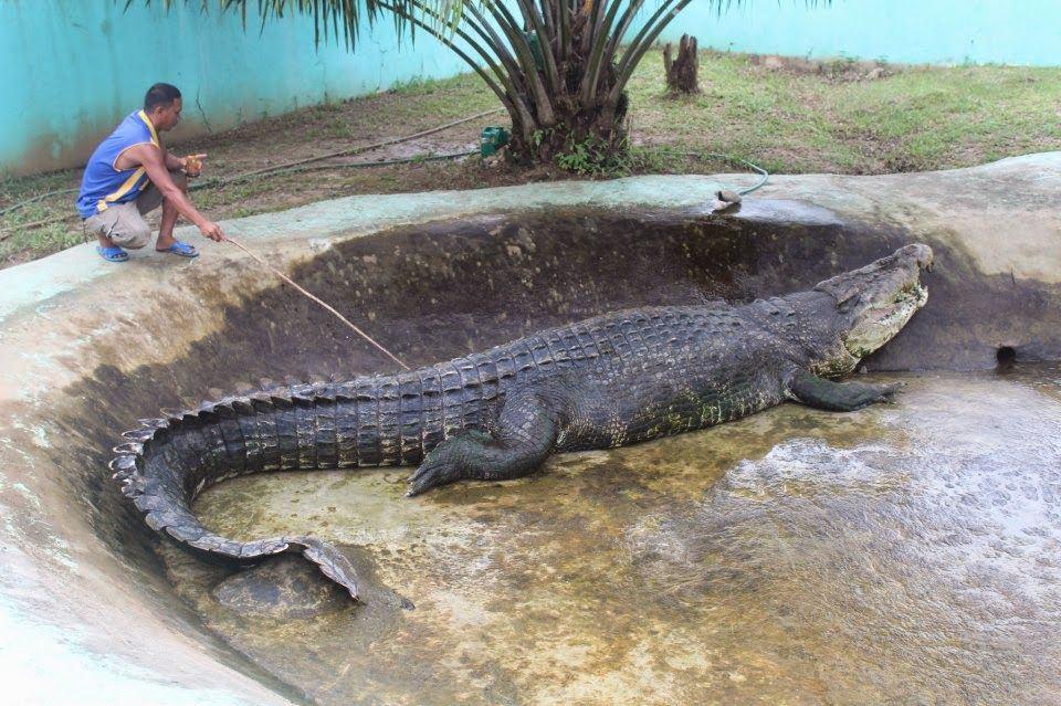 Nature’s Giants and Tiny Wonders: 7 Animals That Broke the Size Rules of Their Species