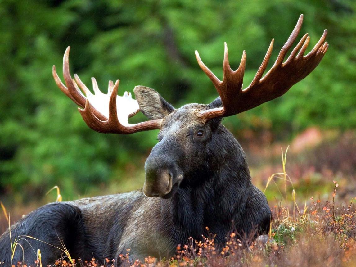 The Biggest Animals Ever Filmed in the Deep Wilderness