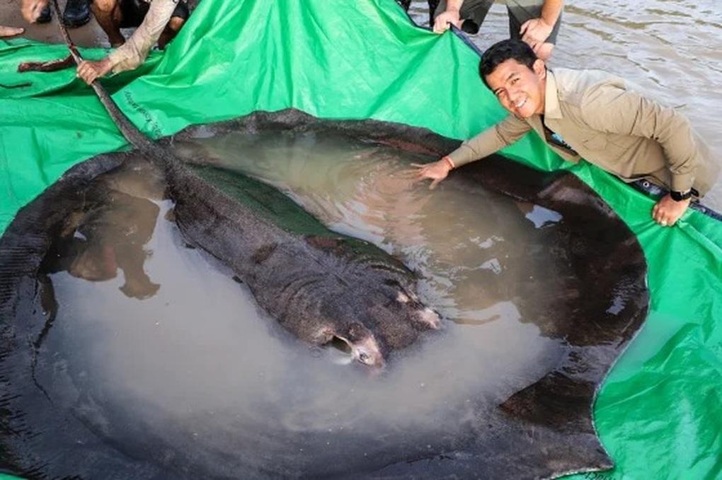 The Freshwater Giant That Can Weigh More Than 300 Kilograms