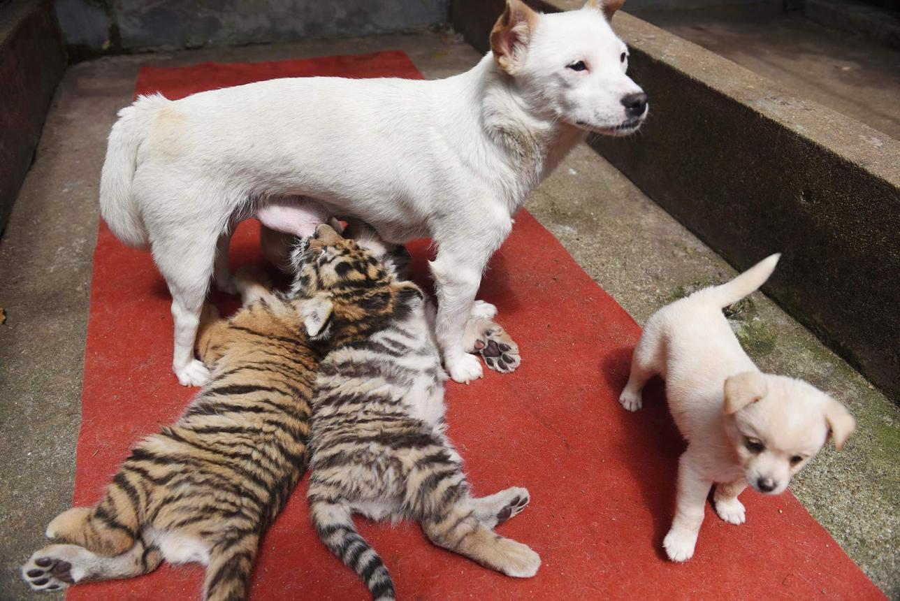 The Accidental Parents of the Animal Kingdom: When Nature Creates Unexpected Families