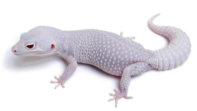 Albino Reptiles: Nature’s Rare and Mysterious White Wonders