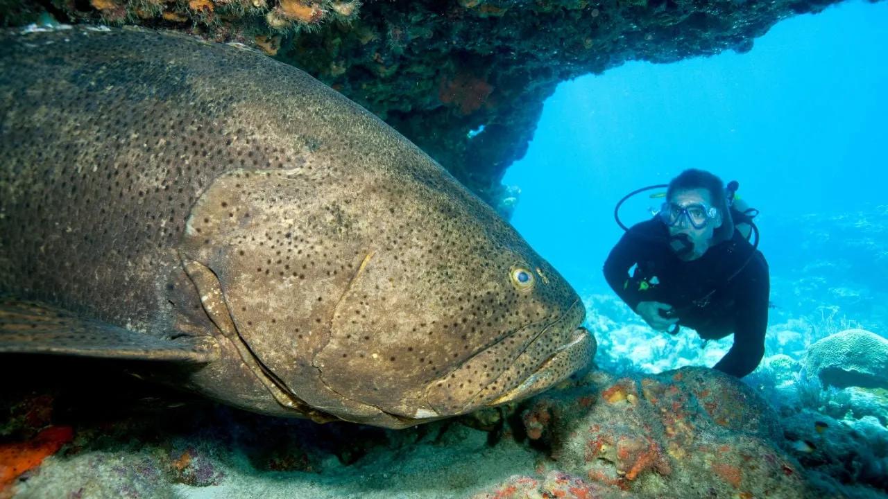 The Giant Grouper: Meet the Biggest Reef Fish That Looks Like an Underwater Monster
