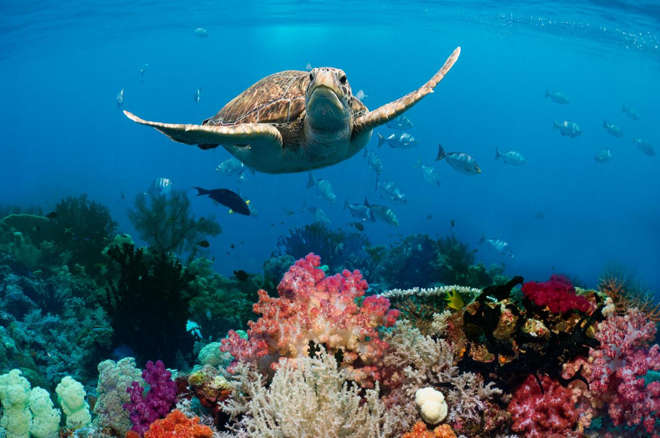Nature’s Living Islands
