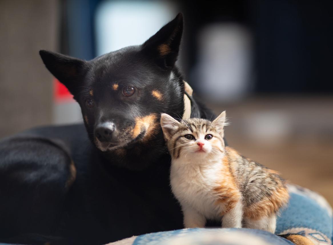 The Foster Instinct: Amazing Animals That Raise Babies They Never Had