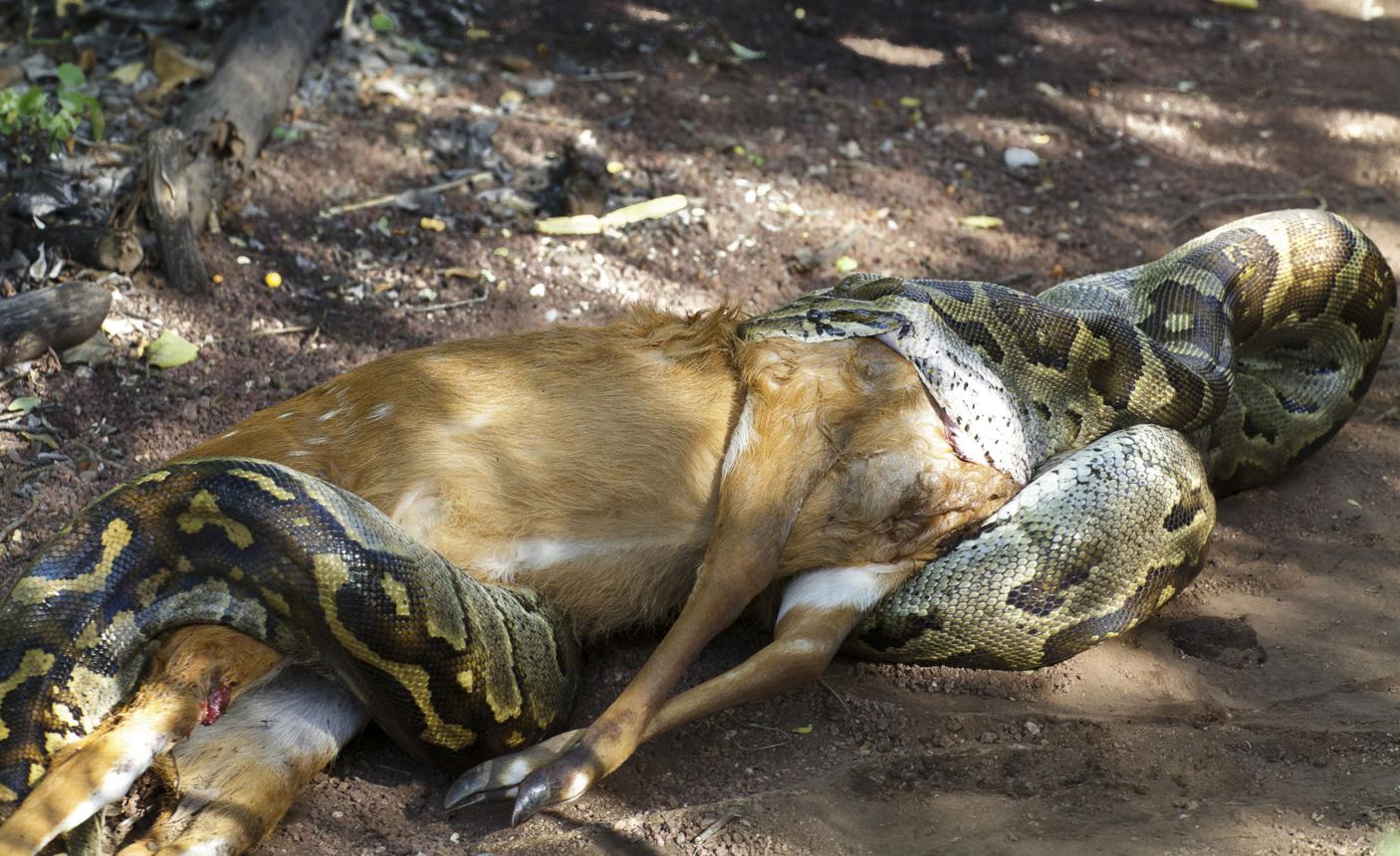 Strange Stories of Animals That Swallow or Eat Things Larger Than Themselves