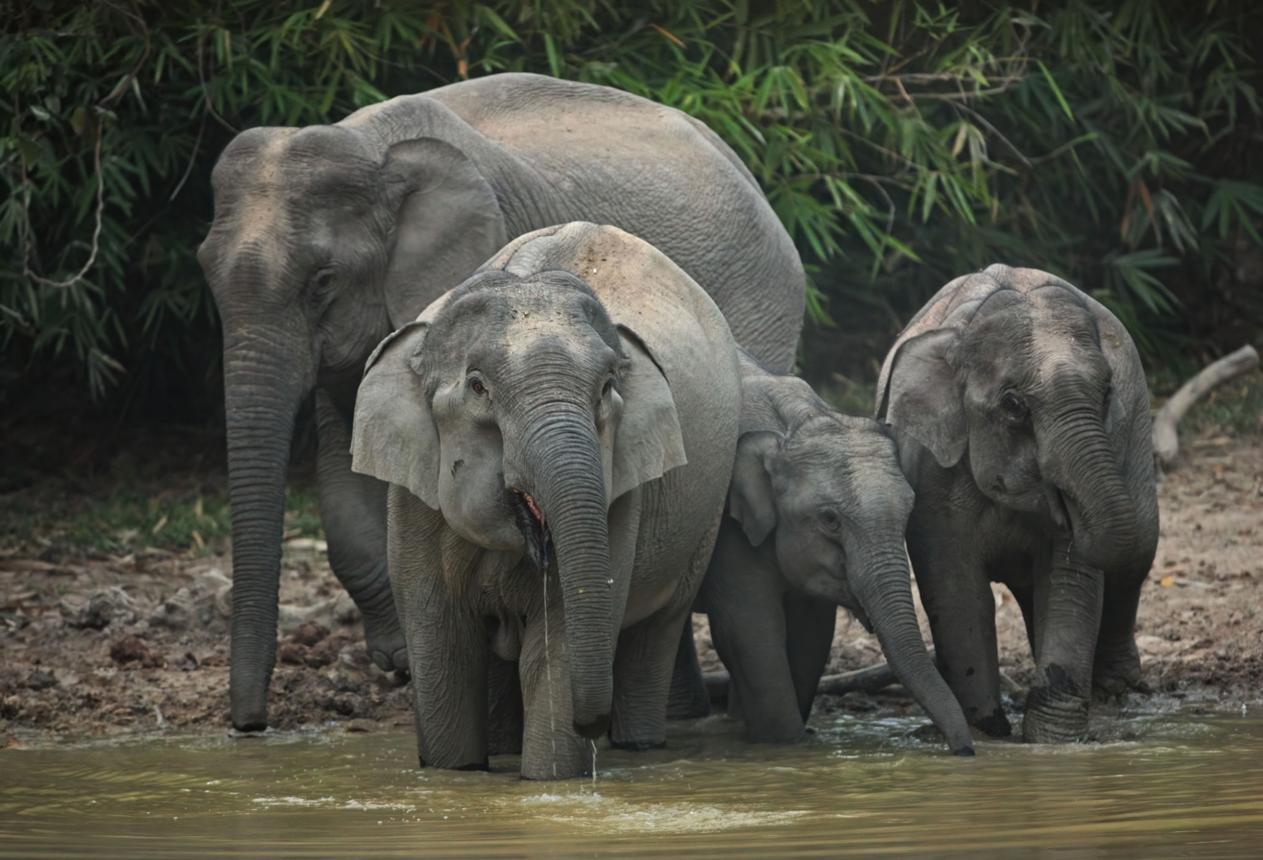 The Elephant: A Giant of Intelligence, Strength, and Survival
