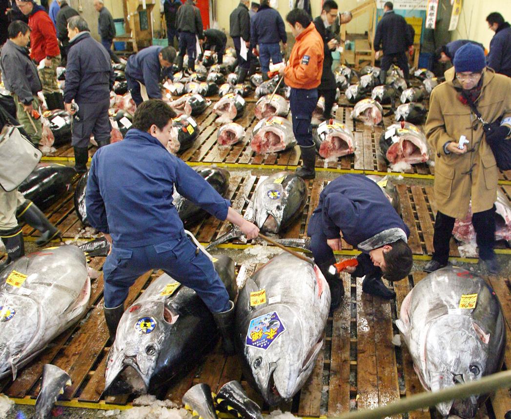 7 Most Expensive Sea Creatures in the World – The Ocean’s Million-Dollar Wonders