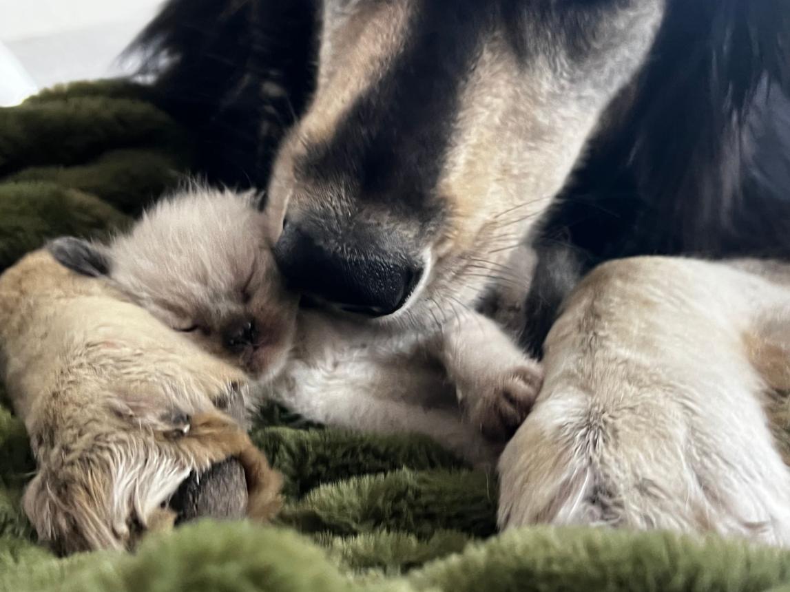 Not My Baby, Still My Responsibility: Strange Animal Foster Parents in Nature
