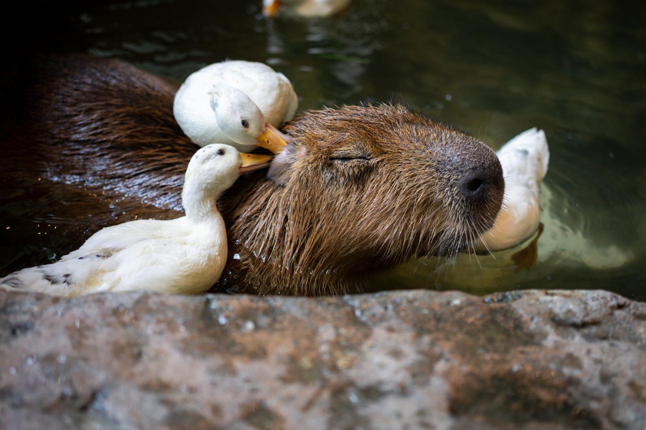 When Nature Becomes a Babysitter: The Strange World of Animals Raising Young That Aren’t Their Own
