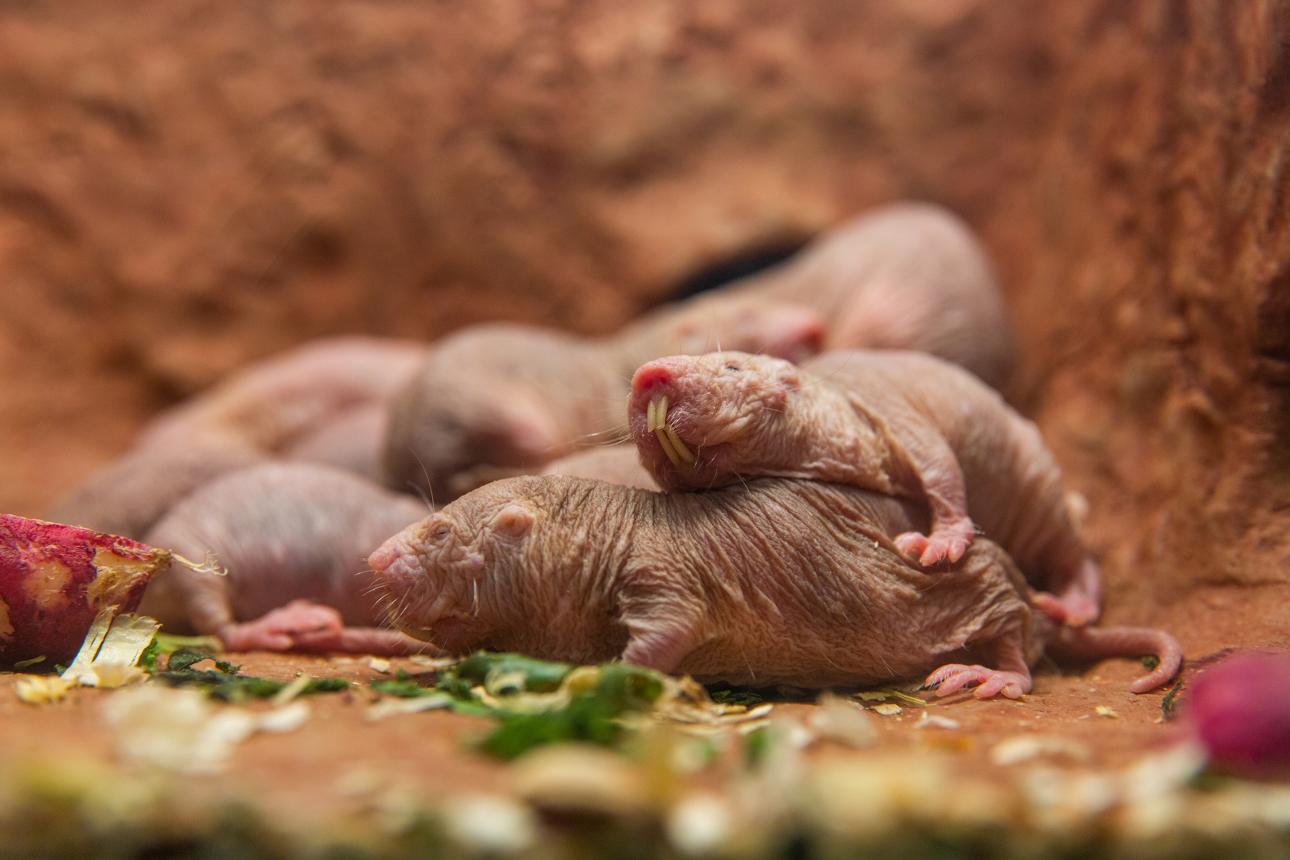 Nature’s Most Unexpected Nannies: Seven Astonishing Animal Child-Rearing Stories You’ve Probably Never Heard