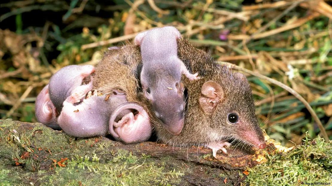 7 Remarkable Stories of Animals That Sacrifice Their Lives to Keep Their Young Alive