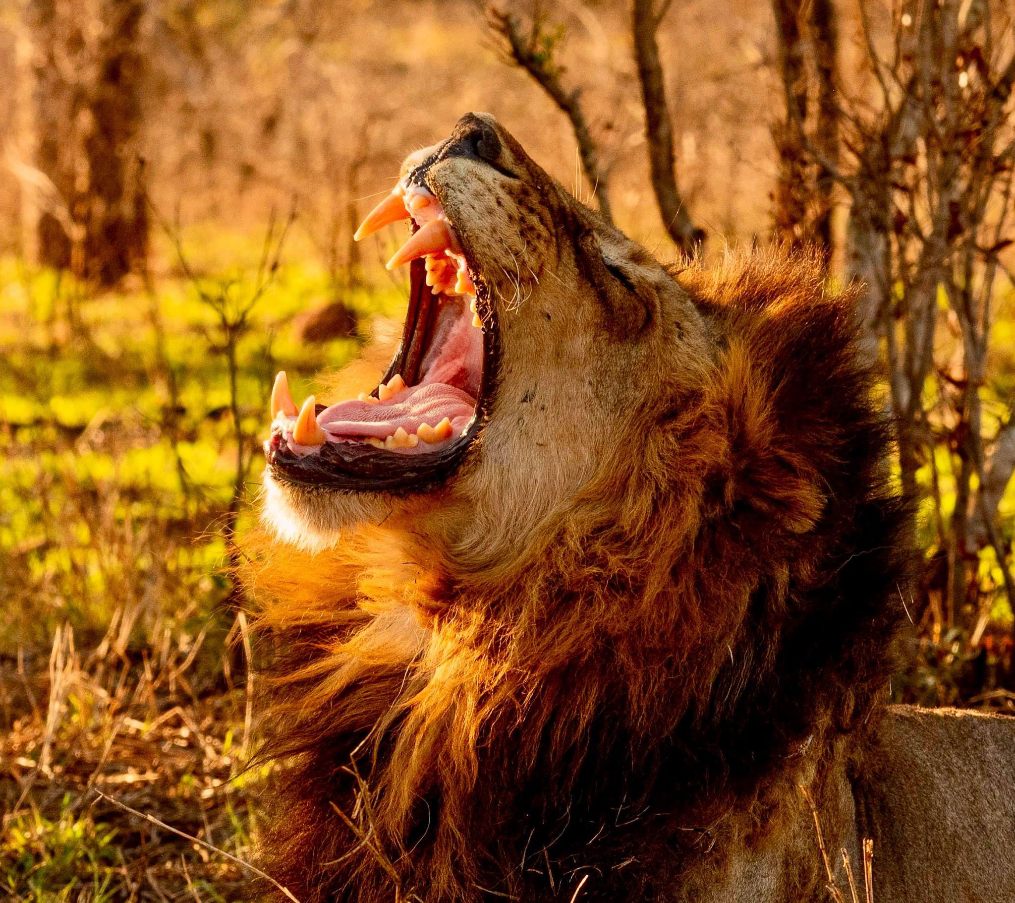 10 Amazing Facts About African Lions