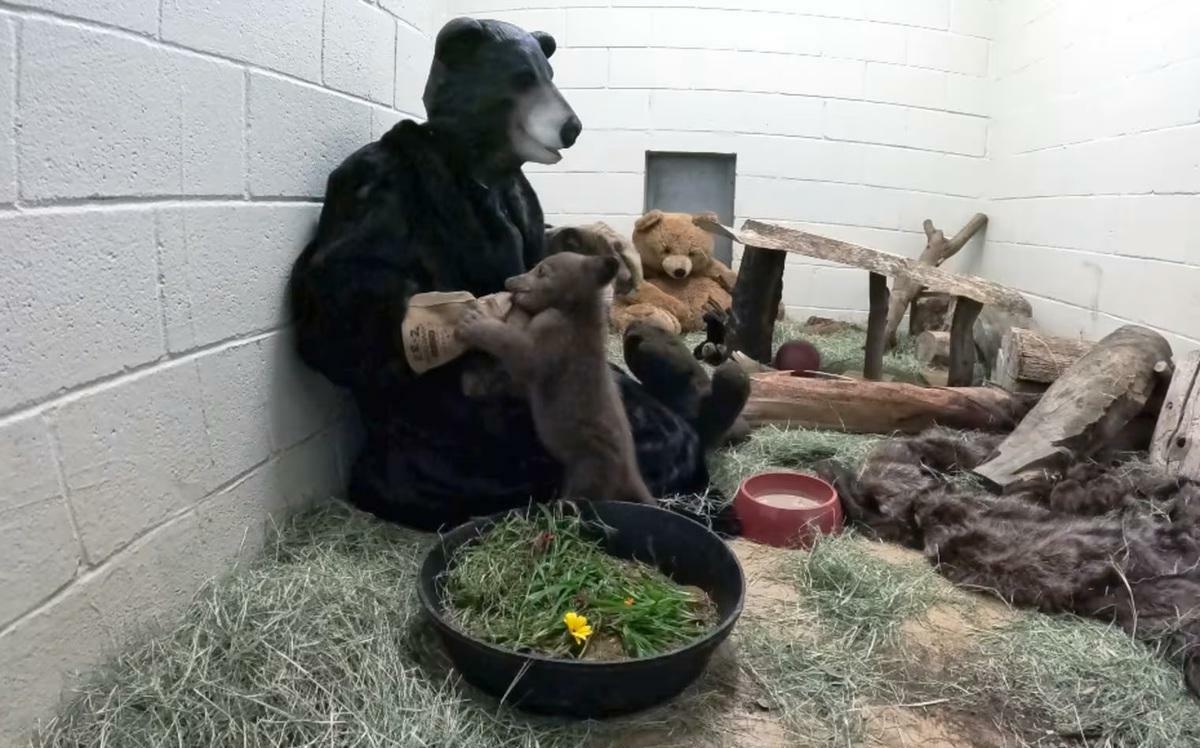 Nature’s Foster Families: Strange Animals That Raise Babies They Didn’t Have