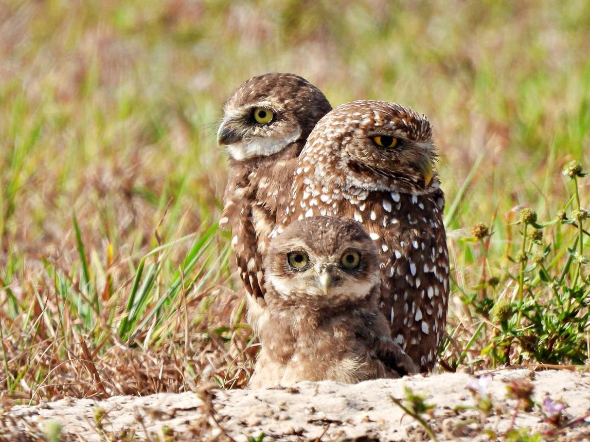 Raising the Wild: Seven Animal Parenting Tales That Sound Too Strange to Be True