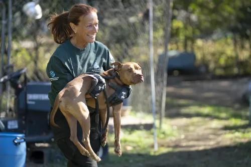 7 Amazing Animals That Risked Their Lives to Save Humans – True Stories That Seem Impossible