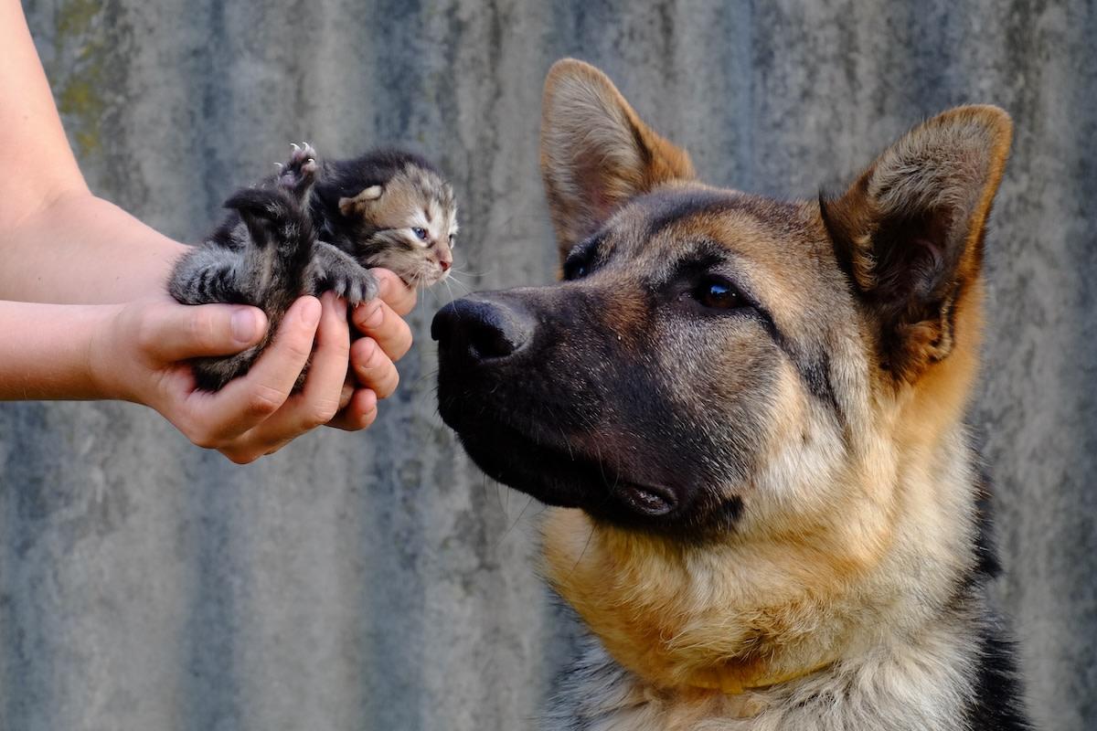 7 Incredible Animal Heroes That Saved Other Species – Nature’s Most Heartwarming Rescue Stories