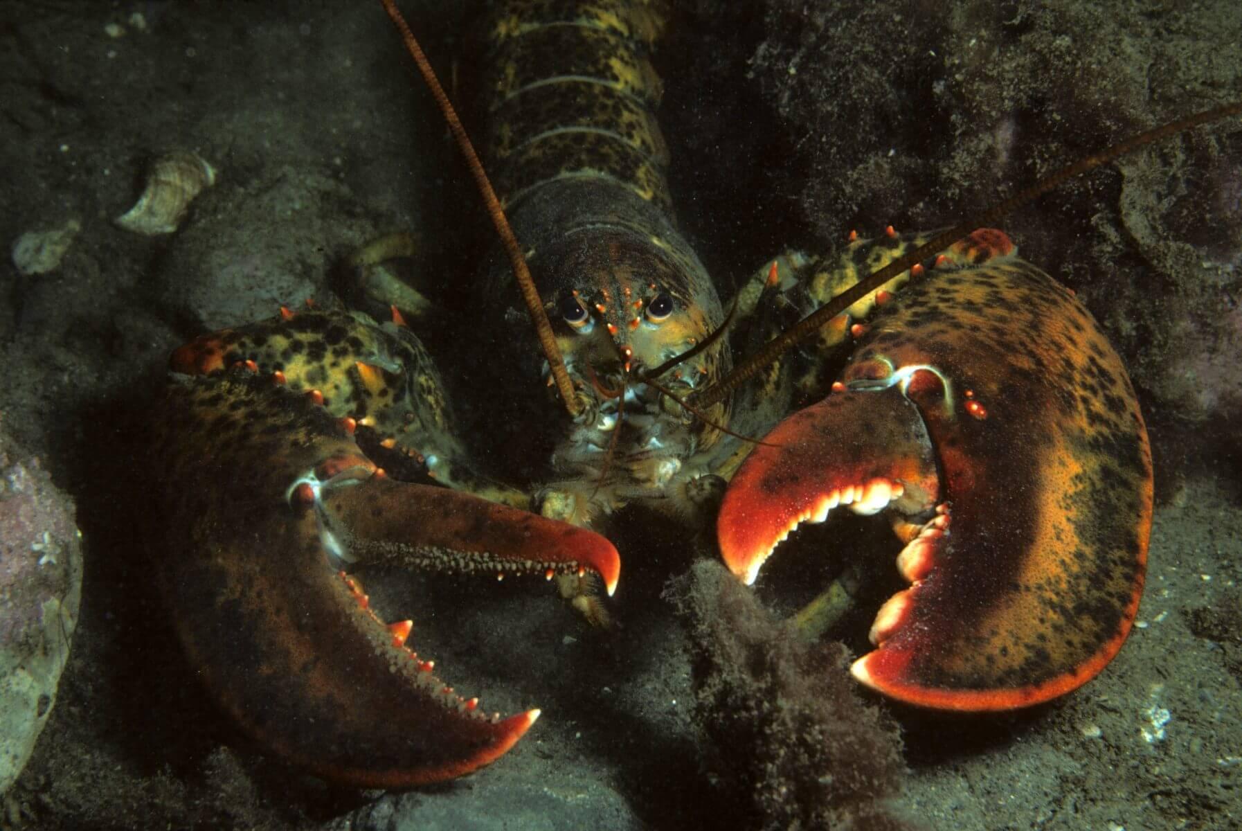 Sea Giants: The Story of the Largest Lobster in the Ocean