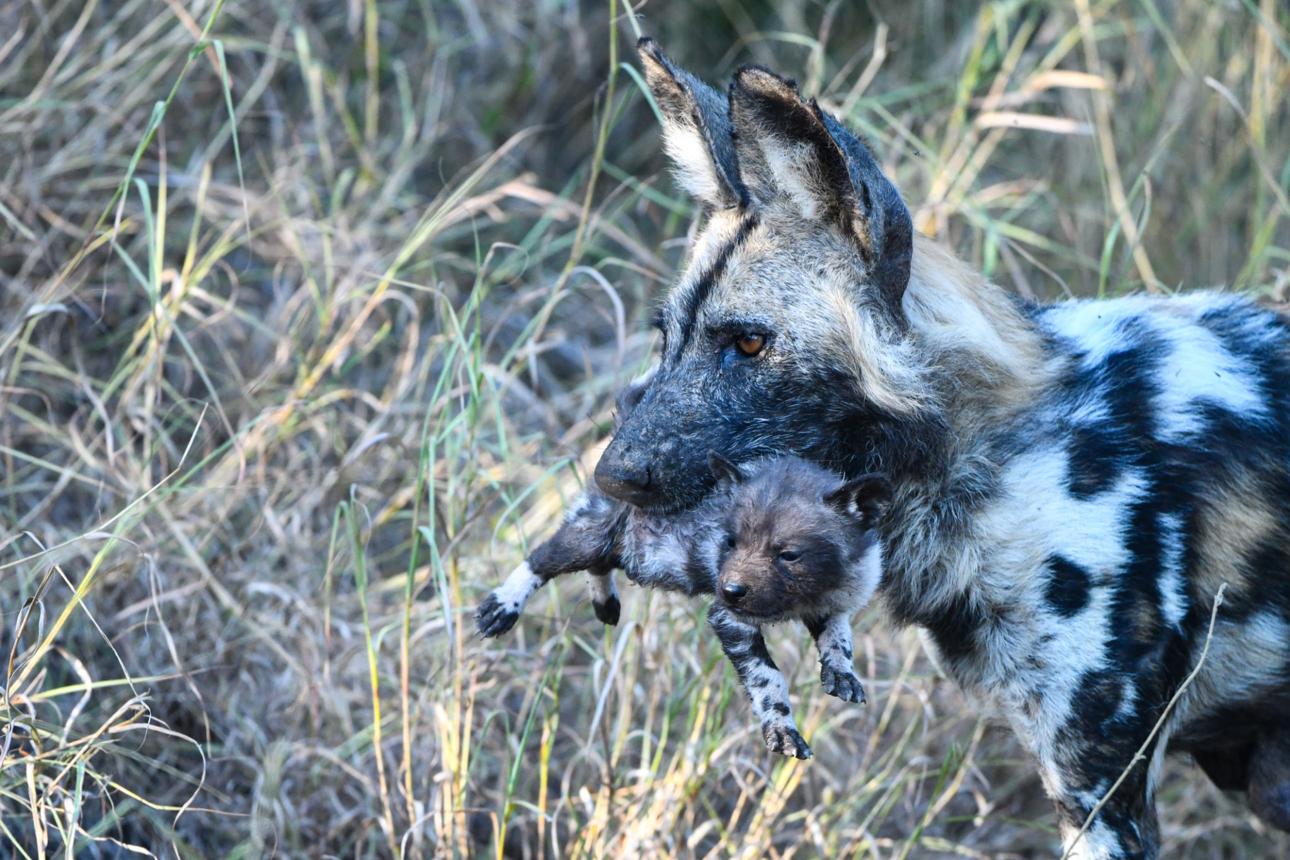 Borrowed Babies: The Remarkable World of Animals That Become Parents by Chance