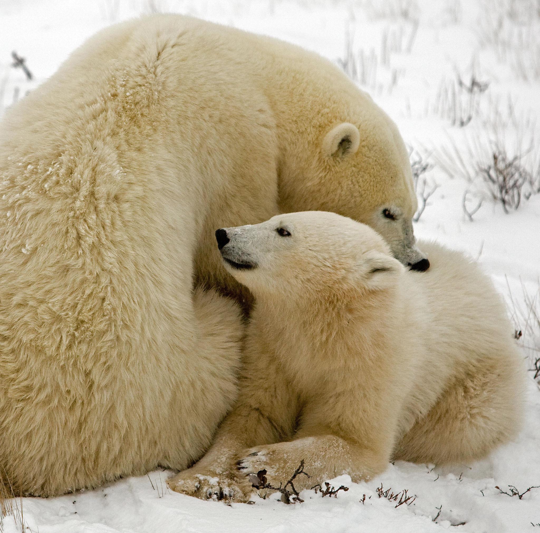 The Animal Babysitters: Wildlife Species That Let Others Raise Their Young
