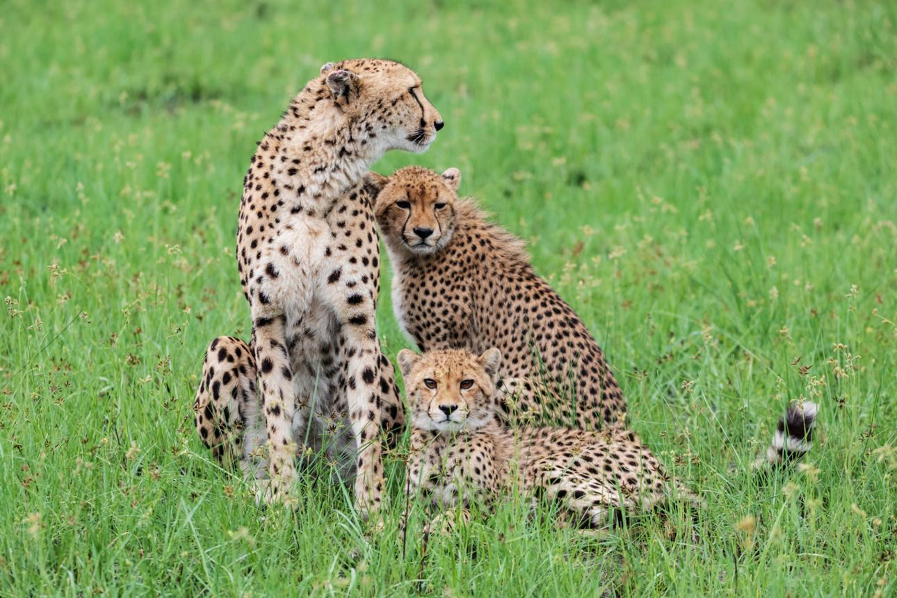 The Wildest Parenting Experiments in Nature: Animal Families That Rewrite the Rules