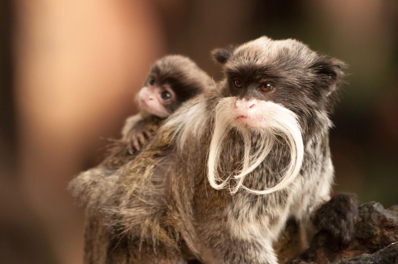 Nature’s Most Overprotective Parents: Extraordinary Animal Childcare Stories