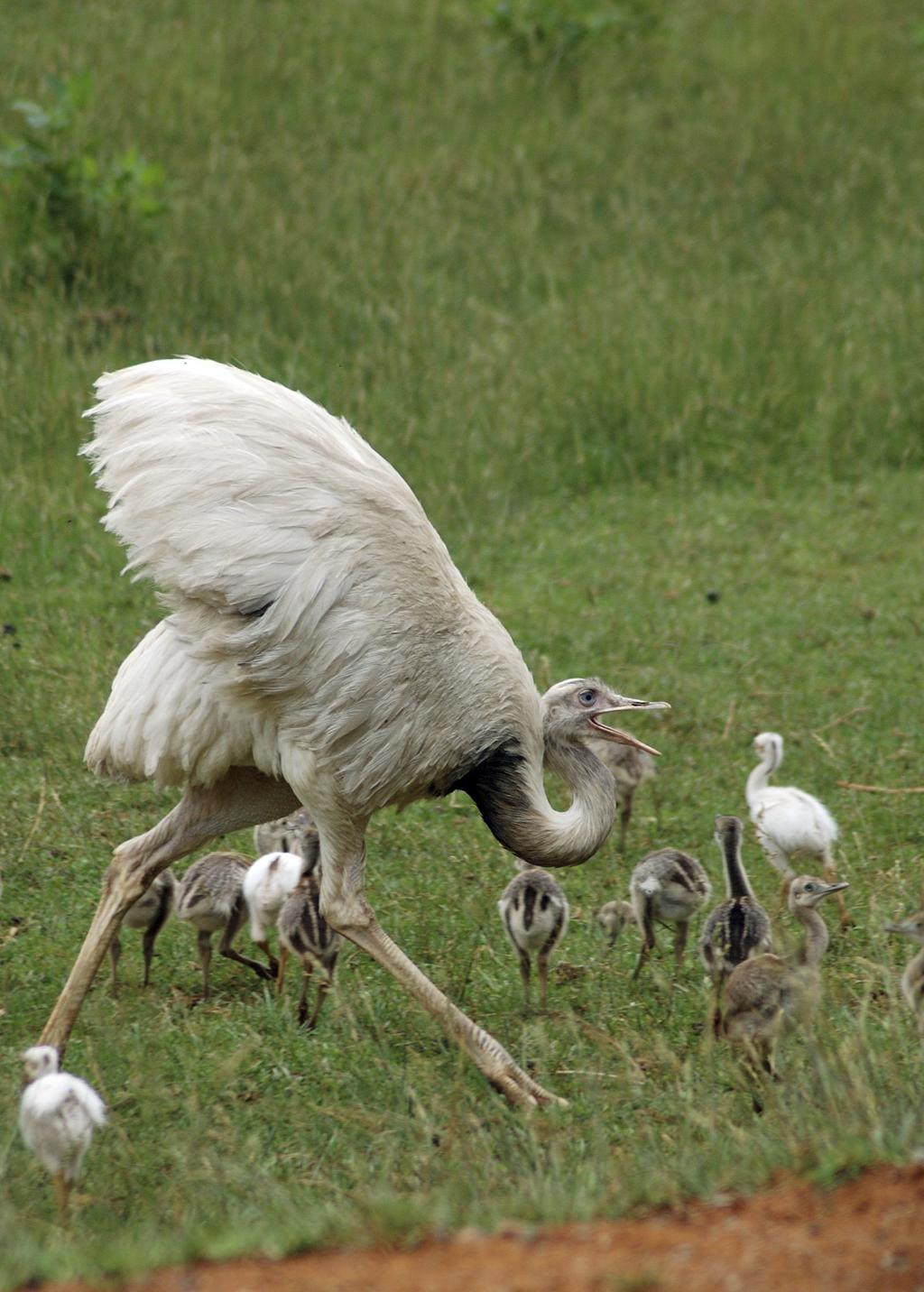 Tiny Babies, Huge Challenges: The Hardest Childhoods in the Animal Kingdom