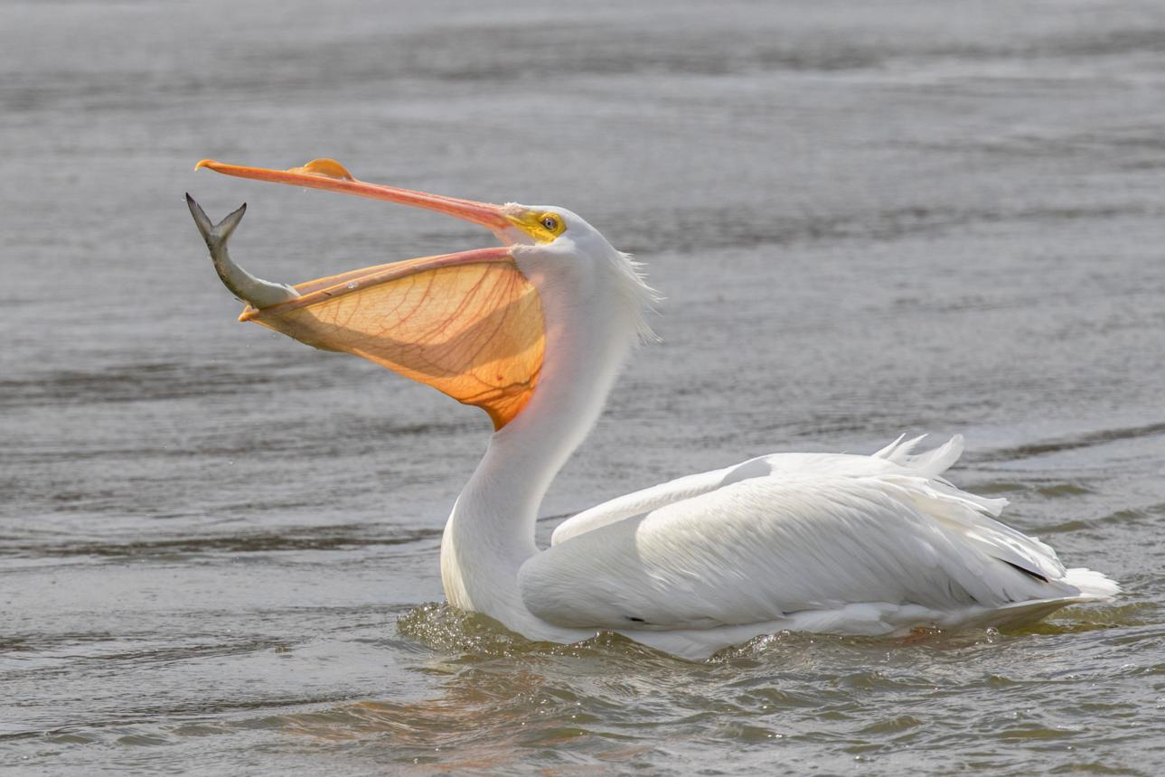 When Dinner Looks Impossible: Strange Stories of Animals That Swallow or Eat Things Bigger Than Themselves