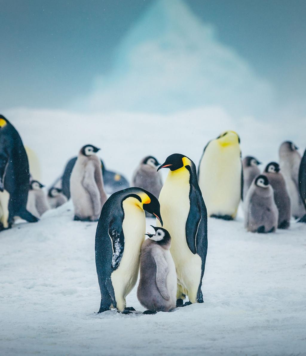 Strange Stories About Animals During Child Rearing: Nature’s Most Surprising Parents