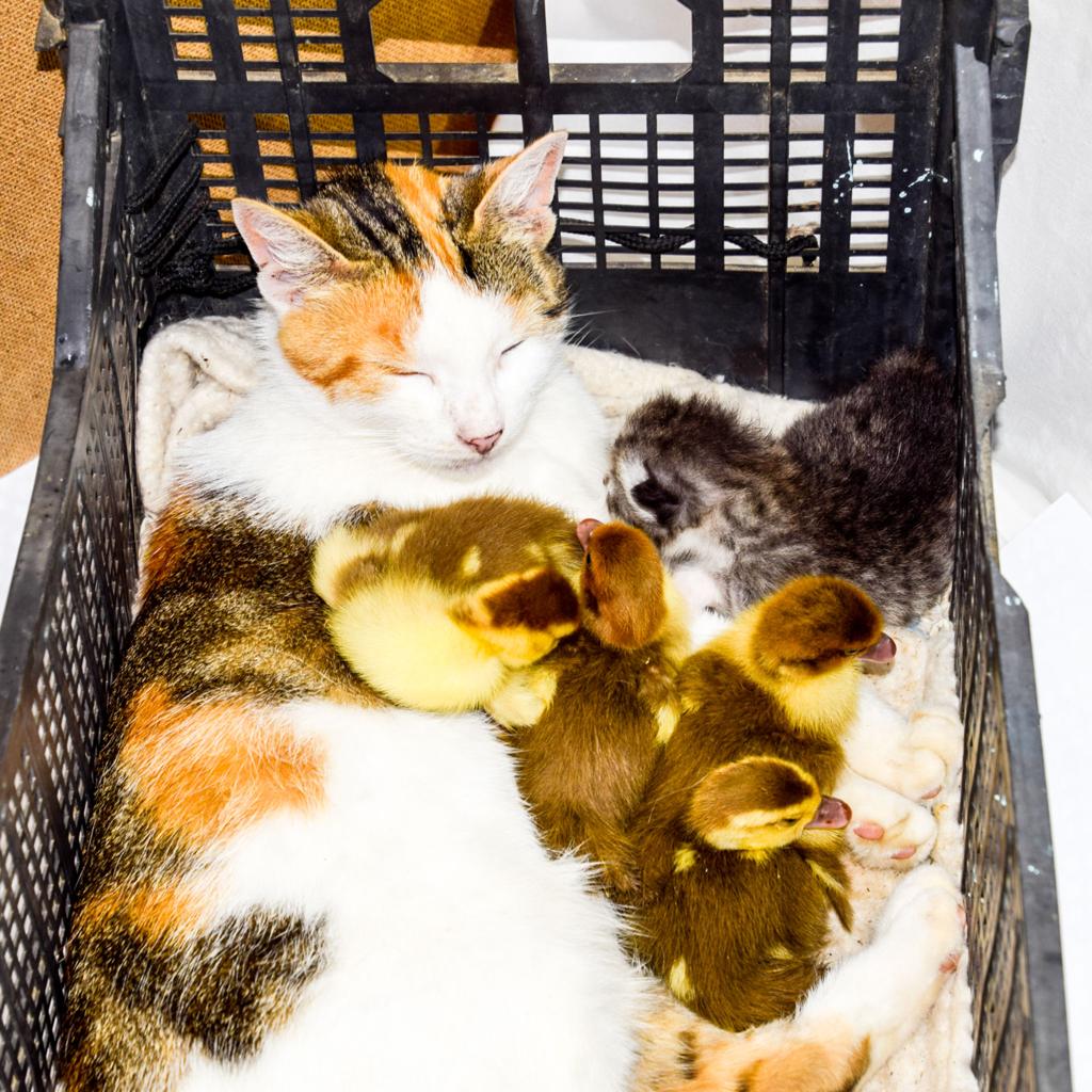 Unusual Families in the Wild: Animals That End Up Raising Someone Else’s Young