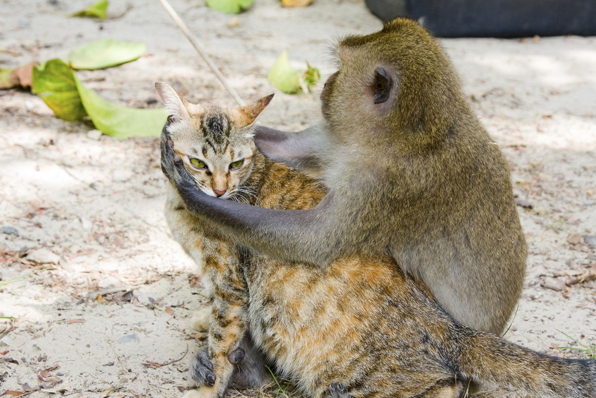 5 Strange and Amazing Things That Can Happen to Monkeys